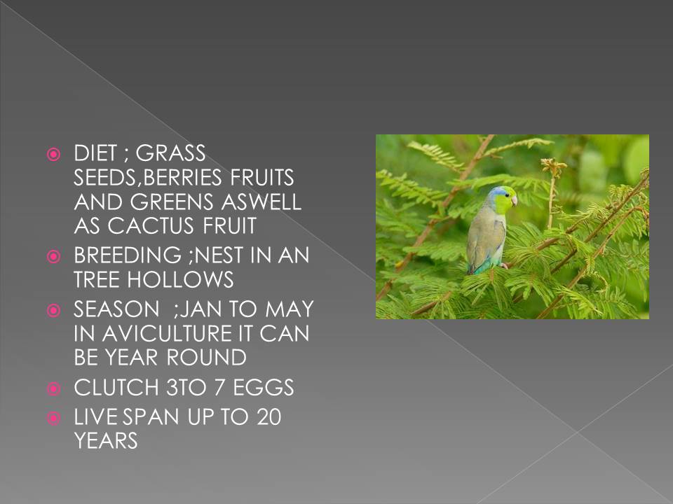 Smallest Parrot in Aviculture Slide